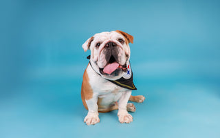 Cómo Entrenar a tu Perro para que Sea un Buen Compañero