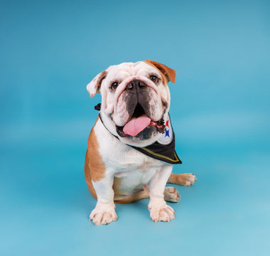 Cómo Entrenar a tu Perro para que Sea un Buen Compañero