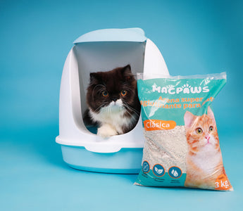 Consejos para Mantener el Arenero de tu Gato Limpio y Fresco