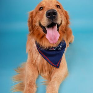 Pañuelo Mascotas New England Patriots