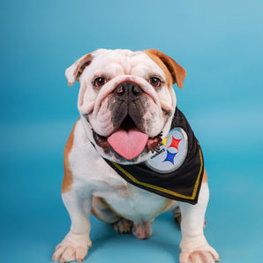 Pañuelo Mascotas Pittsburgh Steelers